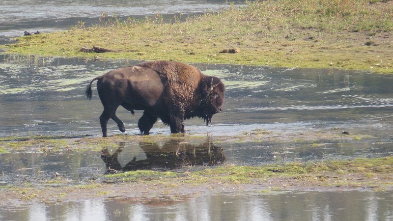 I (149) Bison on Hayden Flats.JPG